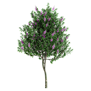 Лагерстрёмия великолепная