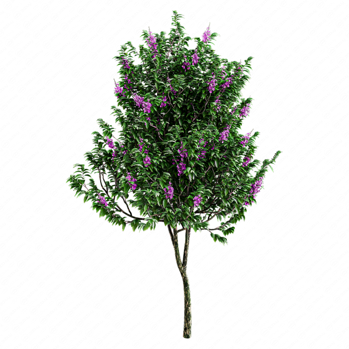 Лагерстрёмия великолепная