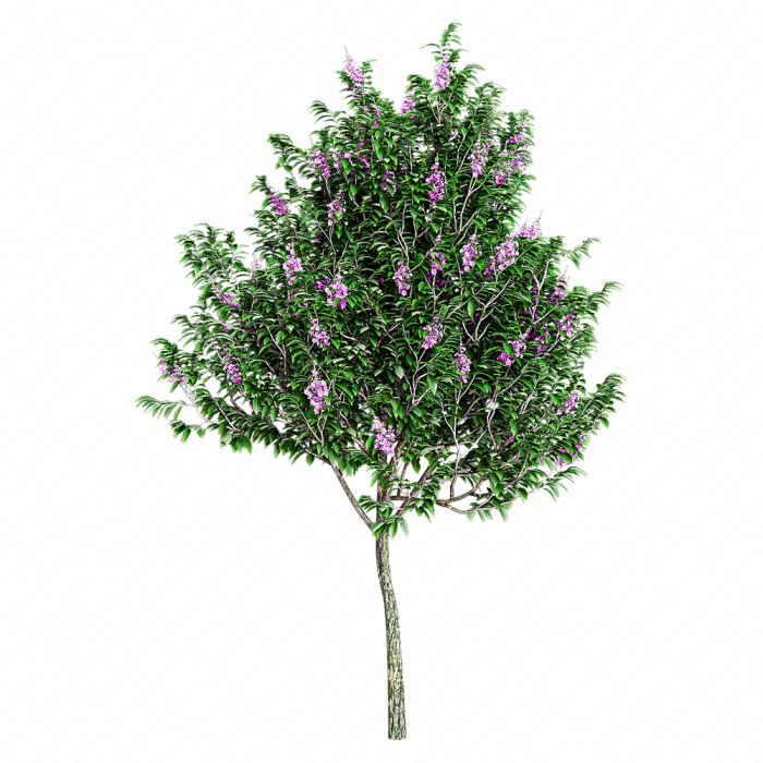 Лагерстрёмия великолепная