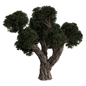 Olive tree with a formed crown.