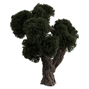 Olive tree with a formed crown.