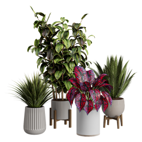 Houseplants No. 25