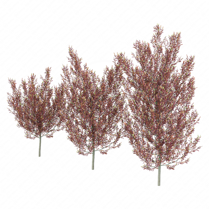 Красная додонея пять форм