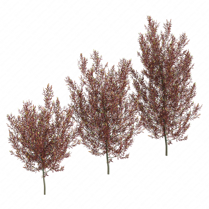 Красная додонея пять форм