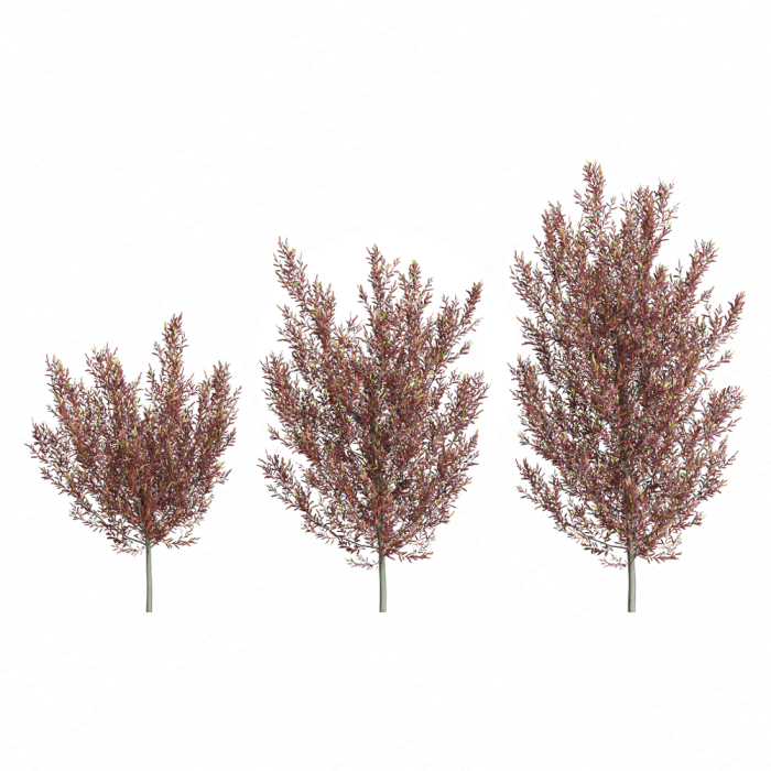 Красная додонея пять форм