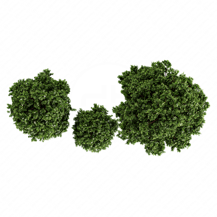 Деревья Calyx Деревья Calyx