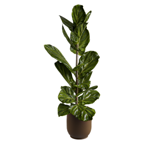 Houseplant No. 55