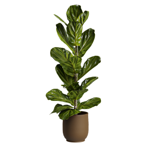 Houseplant No. 55