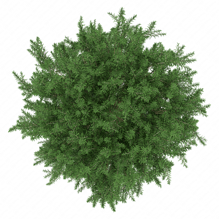 Лимонник одноцветковый Лимонник одноцветковый