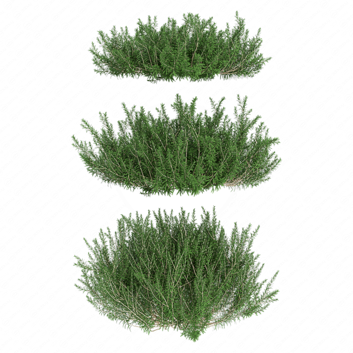 Лимонник одноцветковый Лимонник одноцветковый