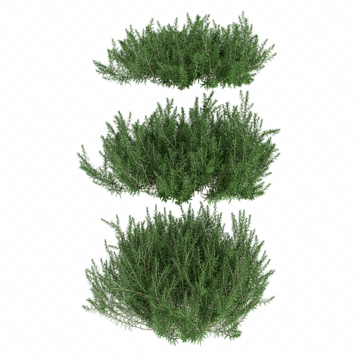 Лимонник одноцветковый Лимонник одноцветковый