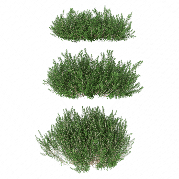 Лимонник одноцветковый Лимонник одноцветковый