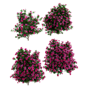 Цветущий куст азалии