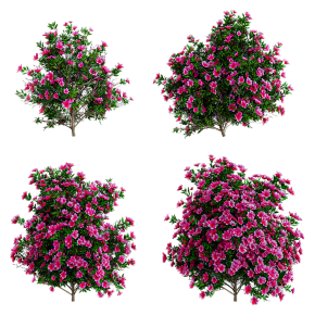 Цветущий куст азалии