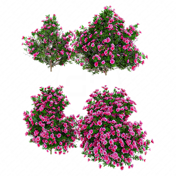 Цветущий куст азалии