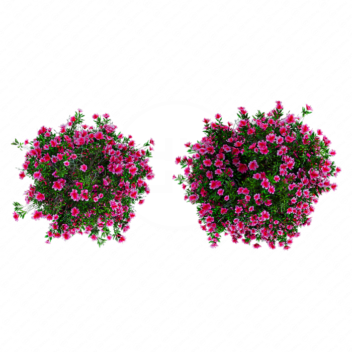 Цветущий куст азалии