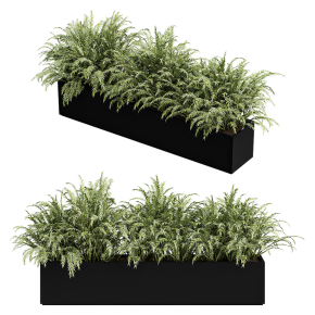 Outdoor plant Polypodiales in a box.