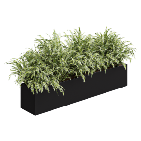 Outdoor plant Polypodiales in a box.