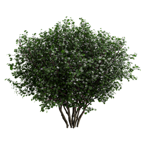 Лещина обыкновенная