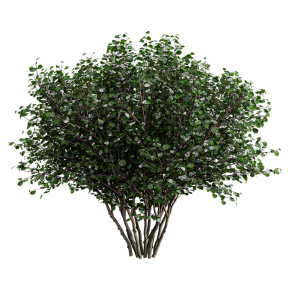 Лещина обыкновенная