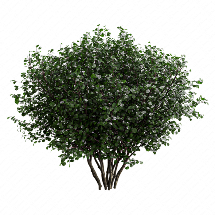 Лещина обыкновенная