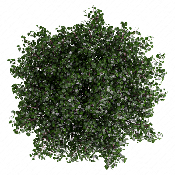 Лещина обыкновенная