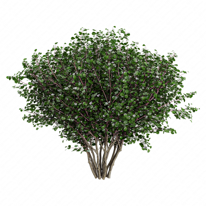 Лещина обыкновенная