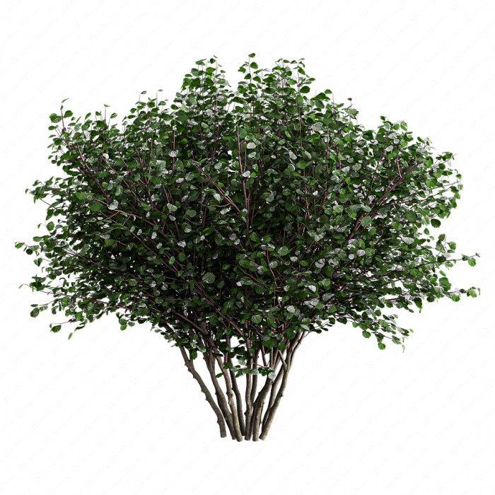 Лещина обыкновенная