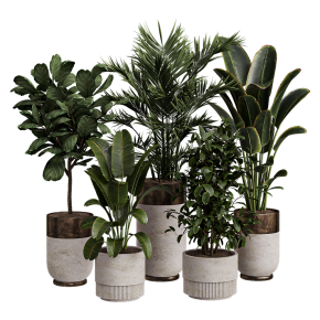 Houseplants No. 45