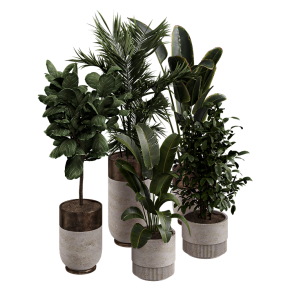 Houseplants No. 45