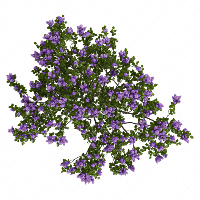 Сирень обыкновенная №1