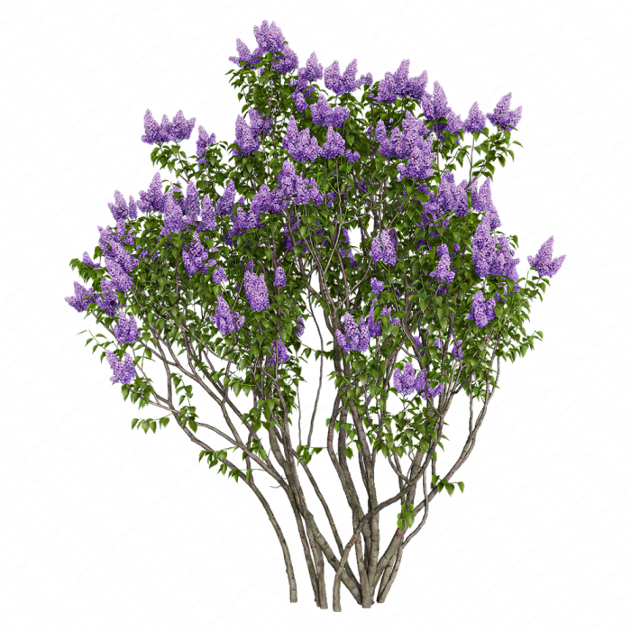 Сирень обыкновенная №1