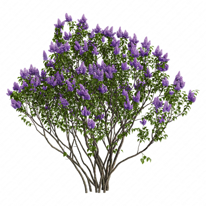 Сирень обыкновенная №1