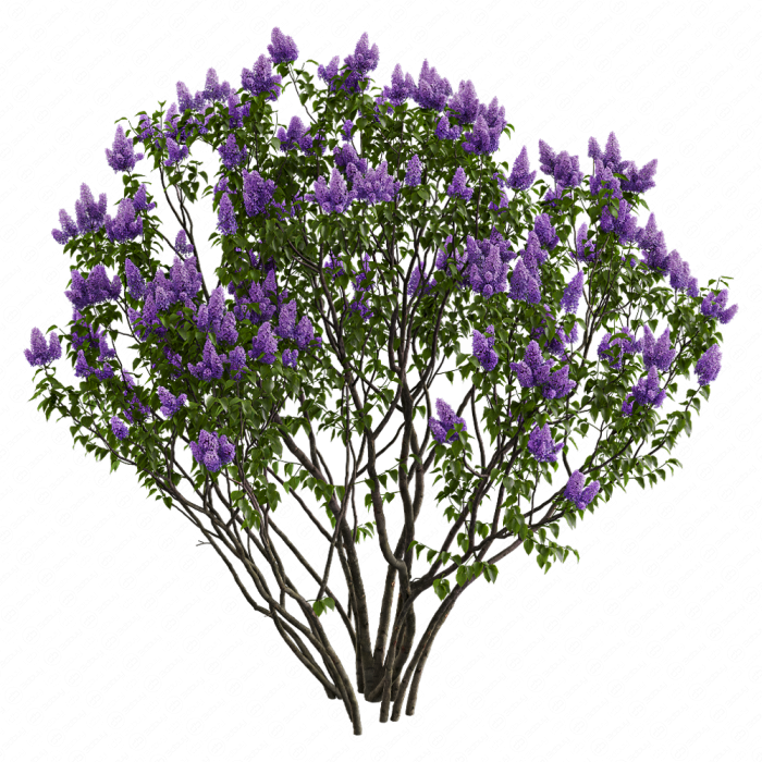 Сирень обыкновенная №1