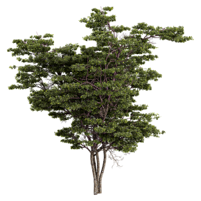 Fig tree