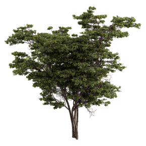 Fig tree
