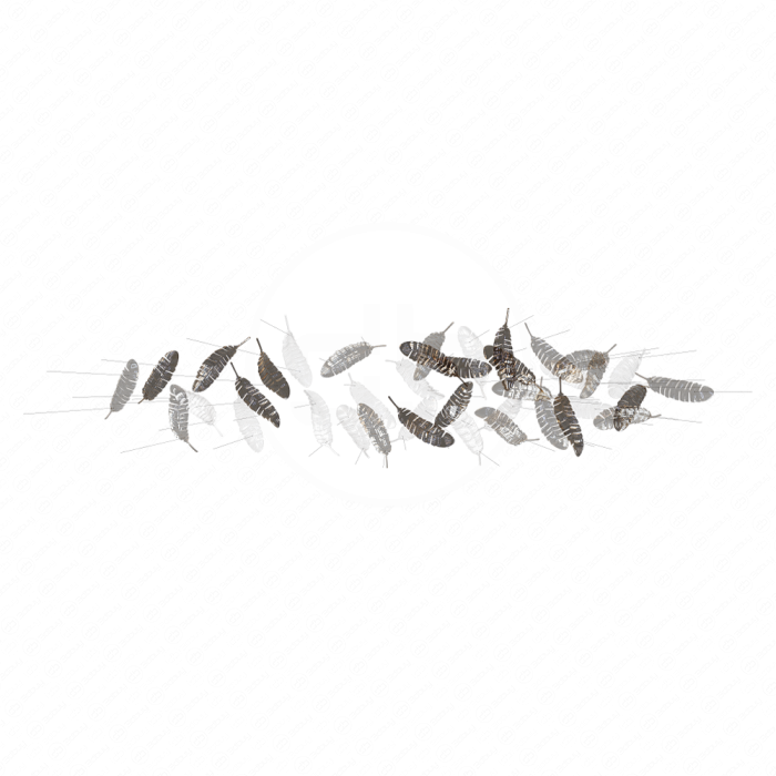 Люстра Bird's Feather