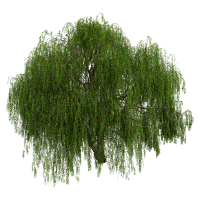 Weeping willow 05
