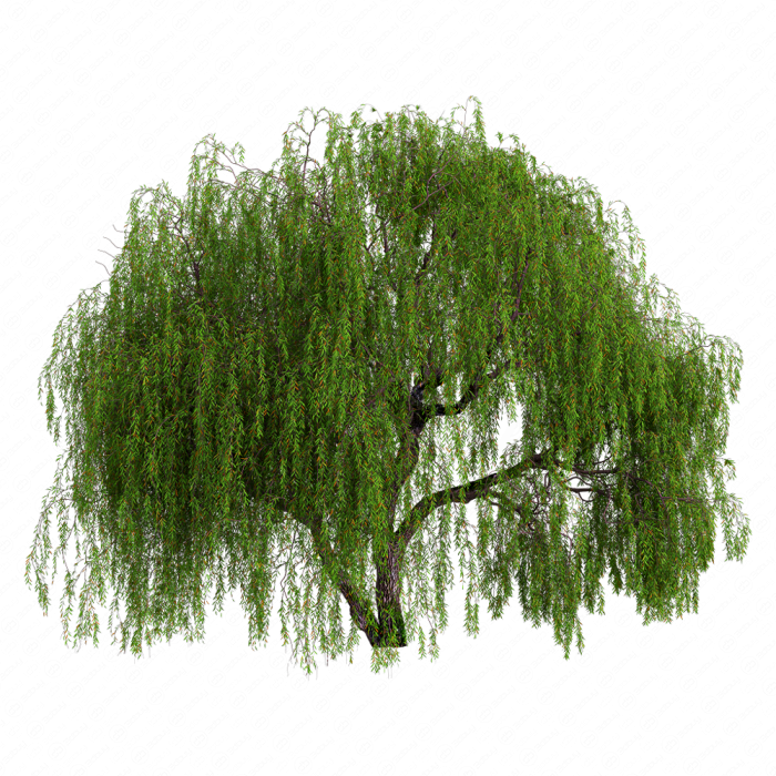 Weeping willow 05