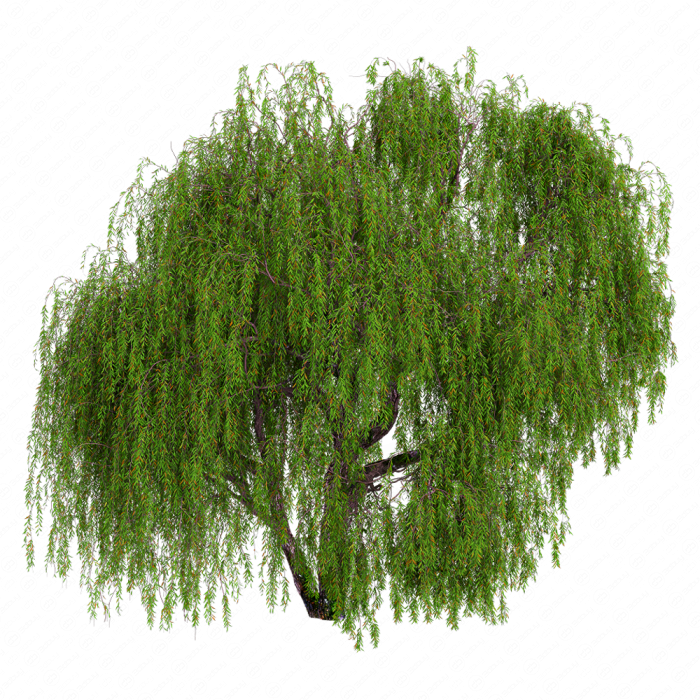 Weeping willow 05