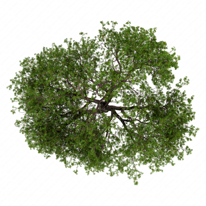 Weeping willow 05