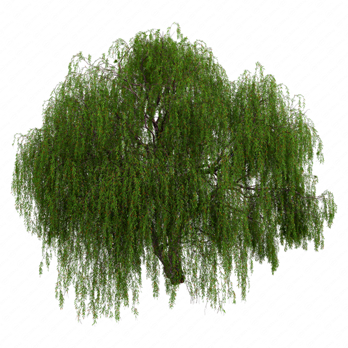 Weeping willow 05