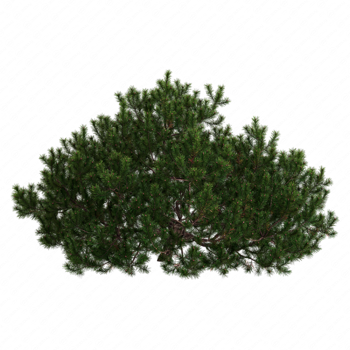 Pine