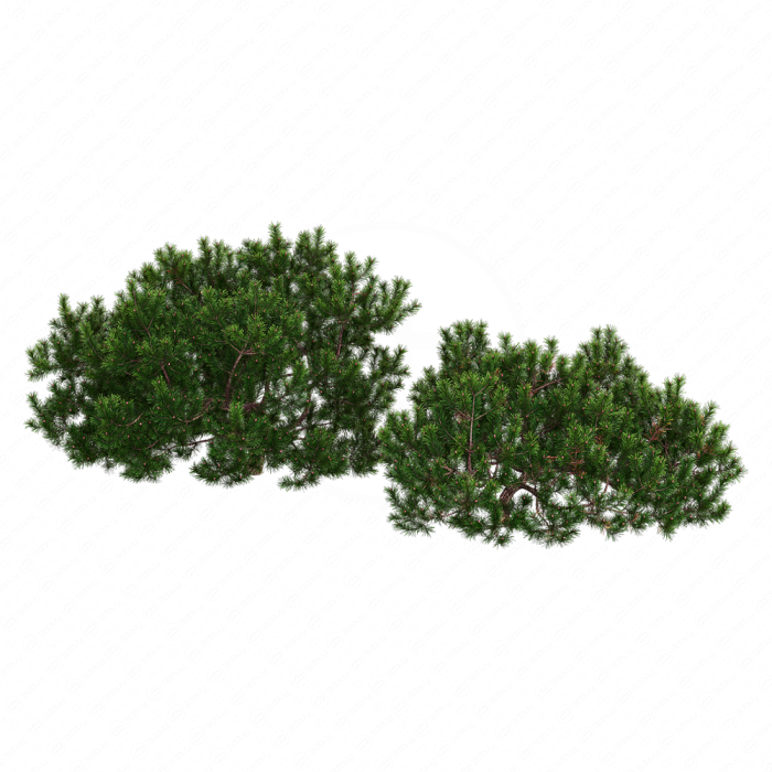 Pine