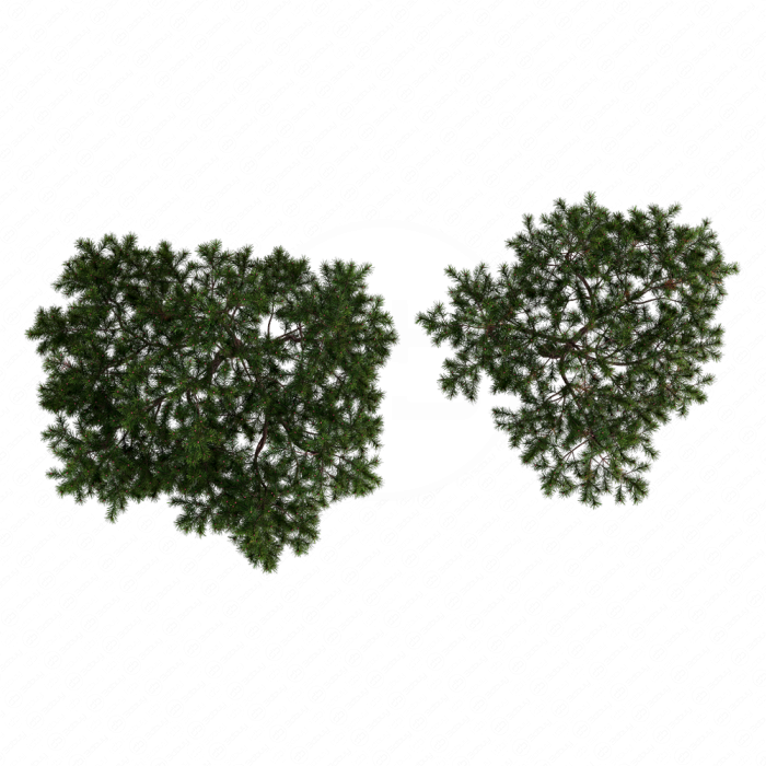 Pine
