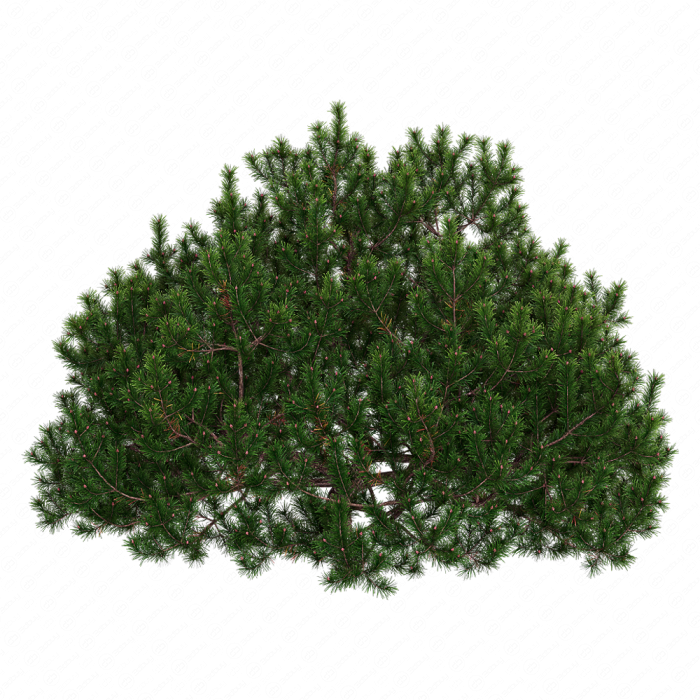 Pine