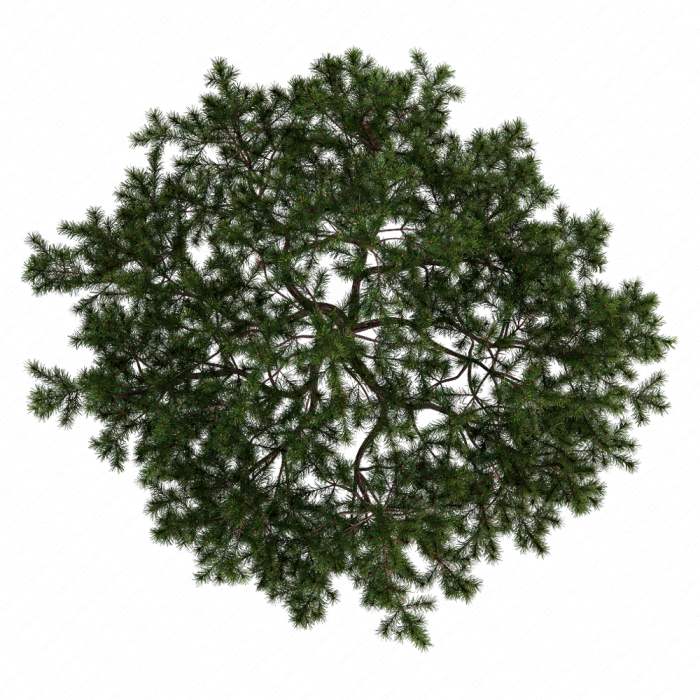 Pine