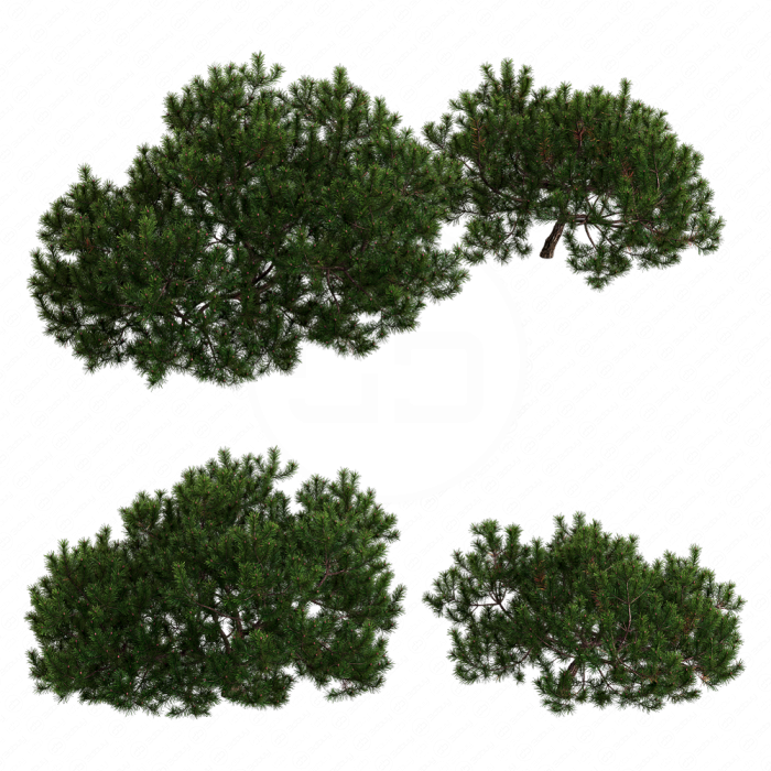 Pine