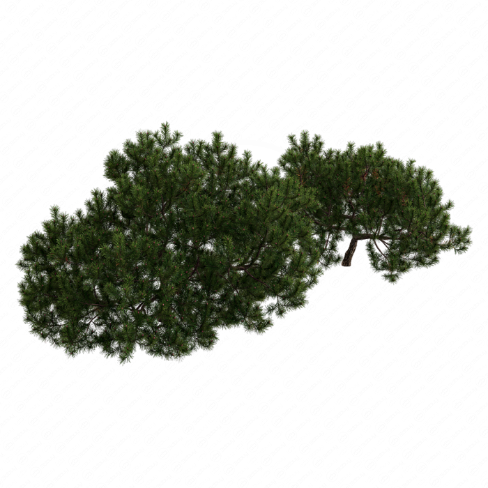 Pine