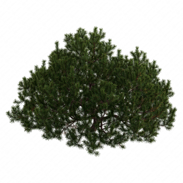 Pine